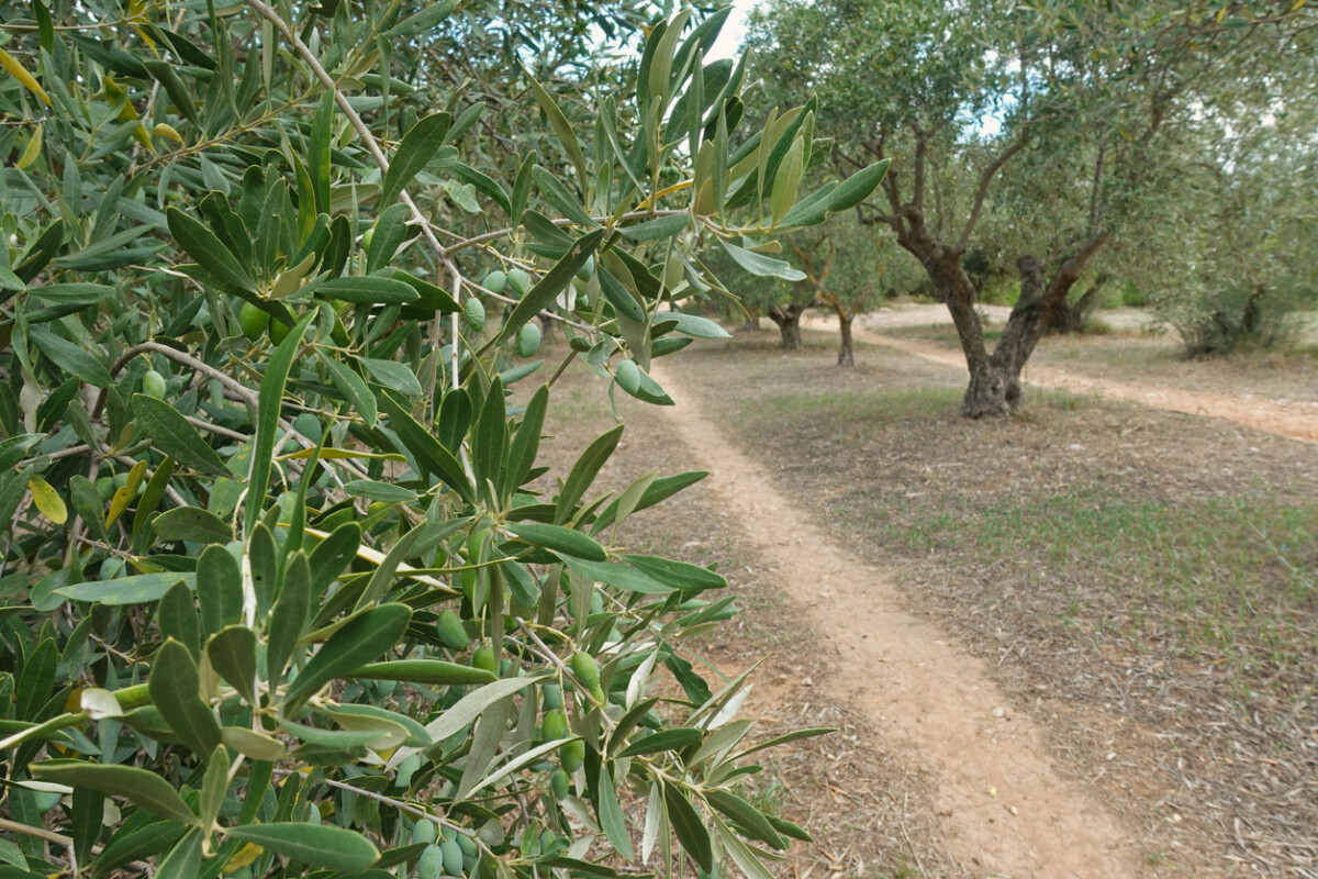 Mediterranean olive tree grove with sunlit backdrop.