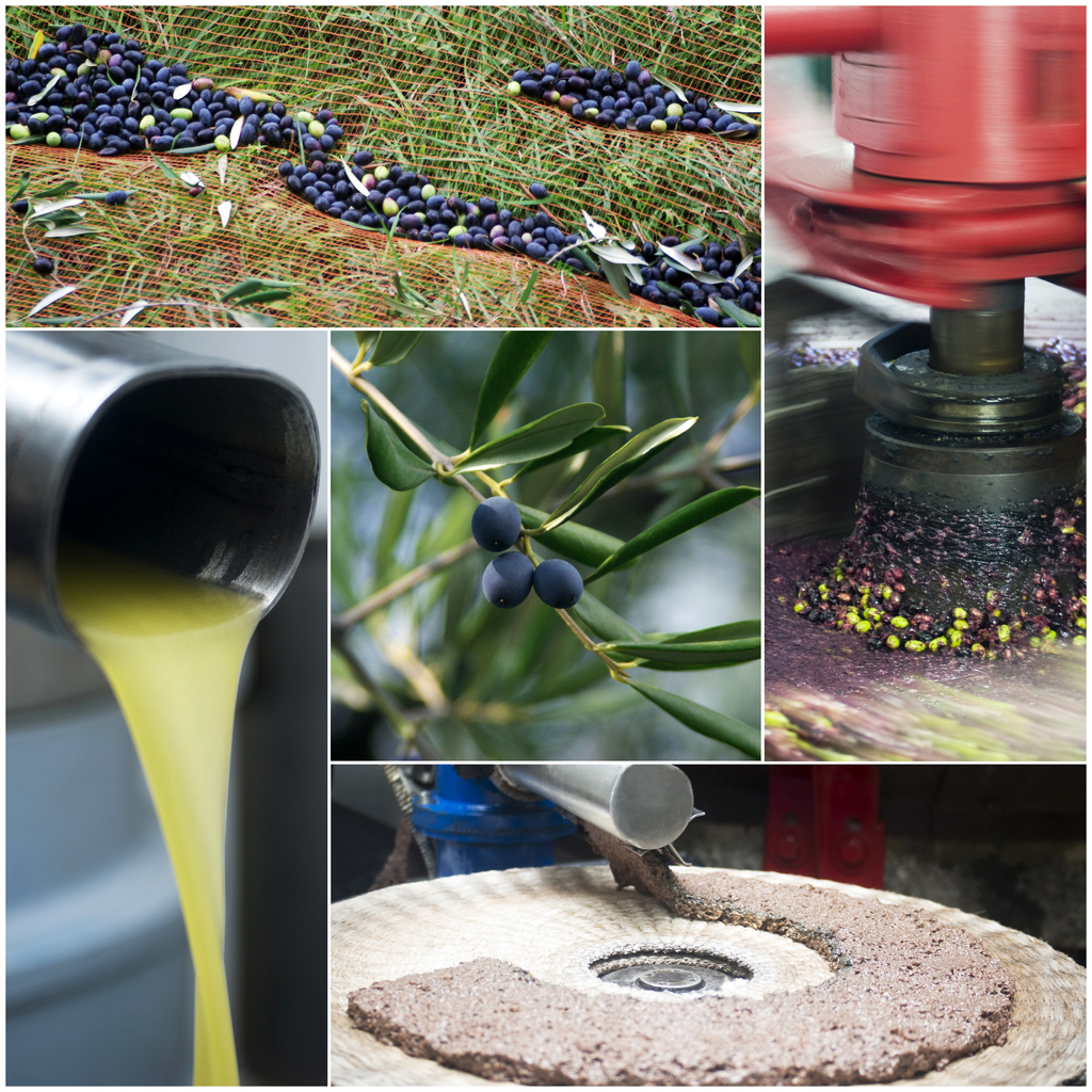 Collage showcasing the journey from olive harvesting to pressing, culminating in pure olive oil.